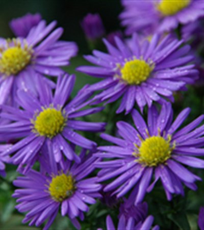 Aster Kickin® Purple